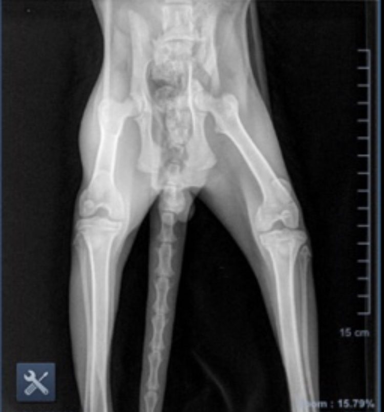 Skippy's X-Ray of his Broken Pelvis